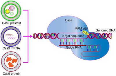 Nanoparticle Delivery of CRISPR/Cas9 for Genome Editing